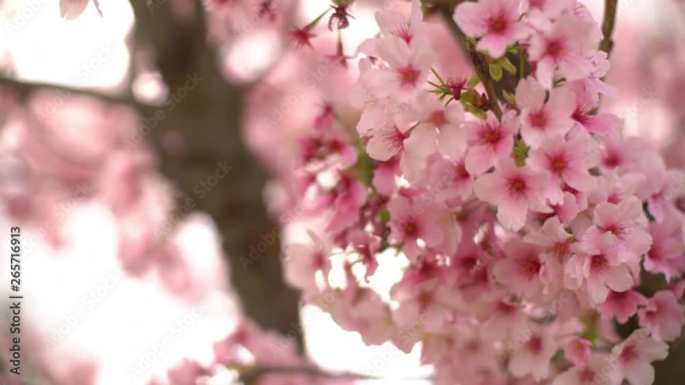 Closeup Of Cherry Blossom Flowers 3 Axis Dolly Shot Closeup Of Cherry Blossom Flowers 3 Axis Dolly Shot