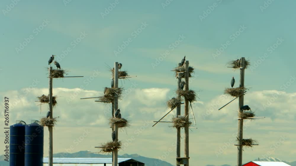 Four tall poles with a group of nests for a flock of great blue herons nesting at a bird refuge and taking care of their new babies. Four tall poles with a group of nests for a flock of great blue herons nesting at a bird refuge and taking care of their new babies.