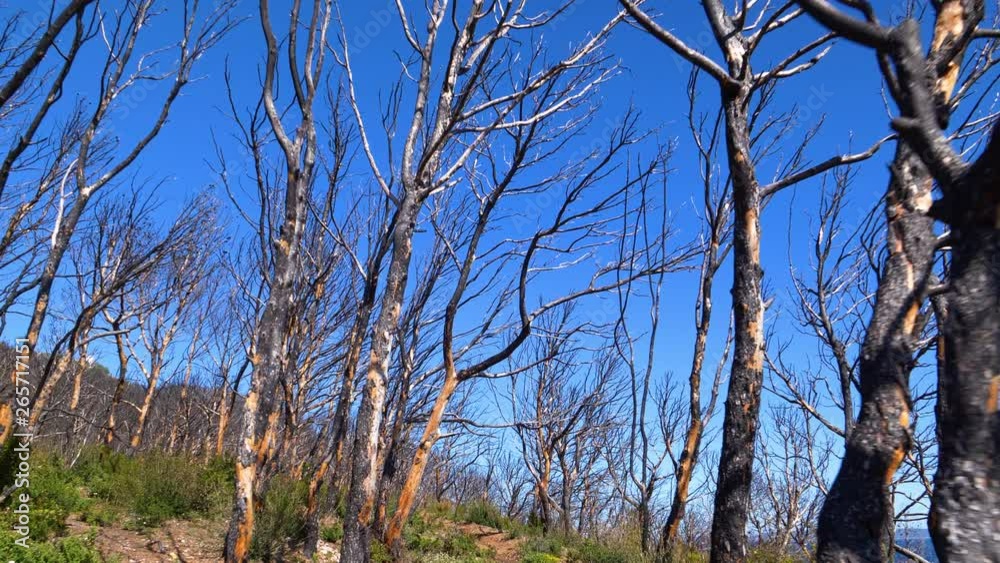 Moving shot into burnt pine tree forest along the Mediterranean sea. Shrubs growing back Moving shot into burnt pine tree forest along the Mediterranean sea. Shrubs growing back