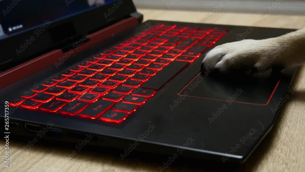 Dog's paw uses the touchpad on a laptop, plays games, surfs the Internet in close-up
