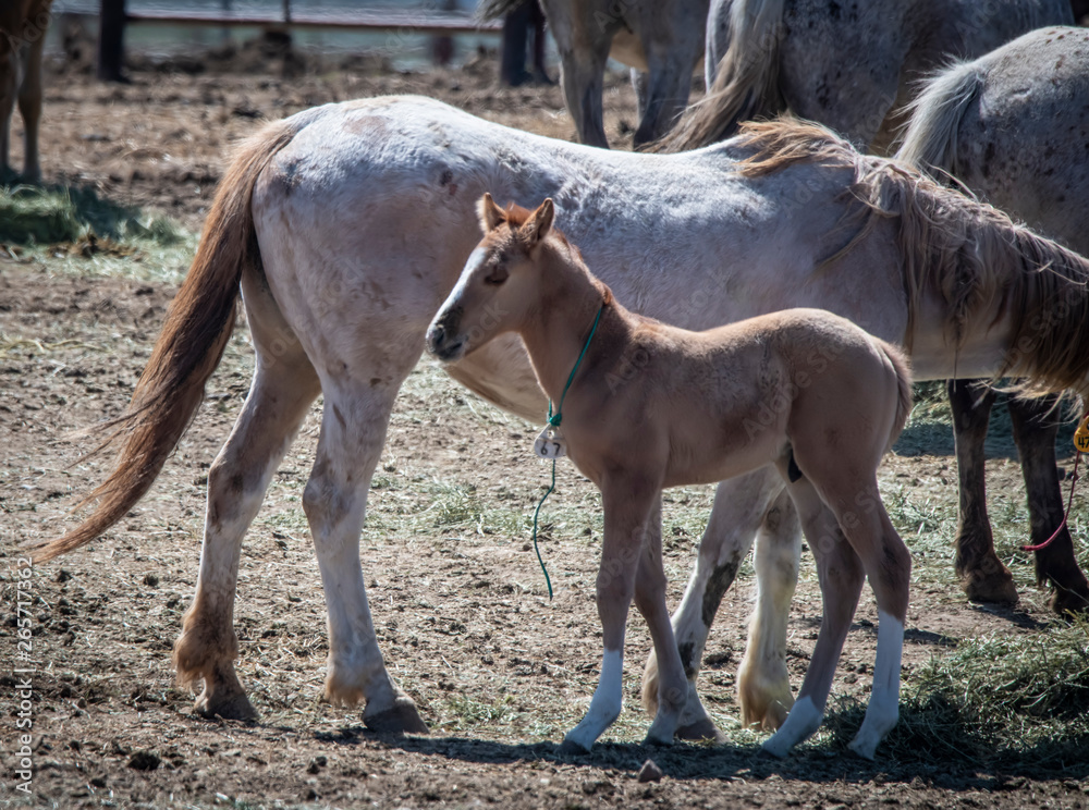 Fototapeta premium Tiny Foal