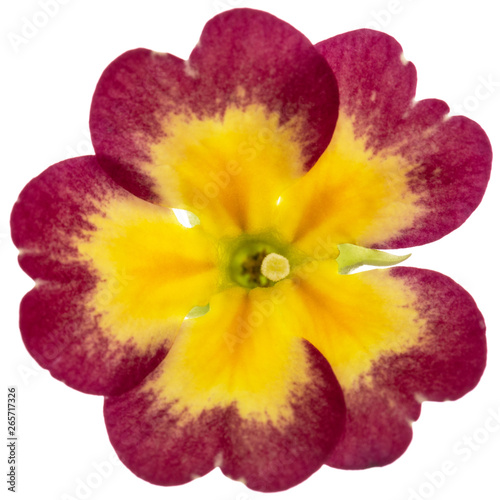 Flower of primrose, isolated on white background