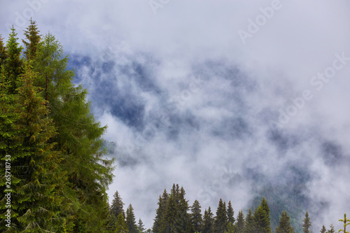 The fir-tree forest in the fog