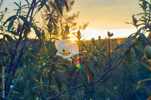 Photography Pink gum bloom - cistus ladanifer in the fields of dehesa Extremeña, Spainat sun