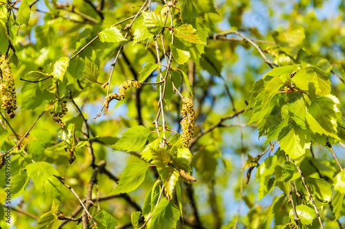 Branch of the curly birch (Betula pendula var. carelica) with earrings in spring