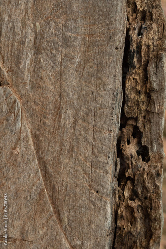 background wood texture with trees
