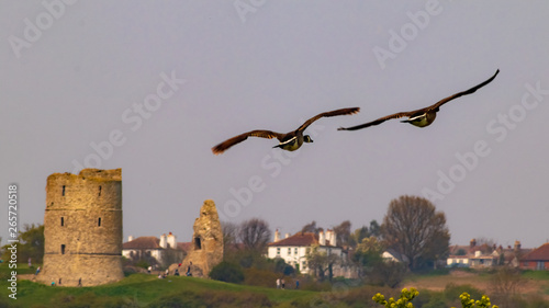 Ducks over Hadleigh Castle