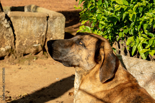 brown dog lying down, standing, looking forward
