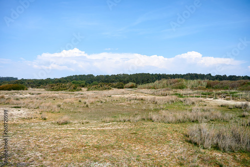 Colorful vegetation on the dunes near the beach between Arvore and Vila Cha in Portugal.