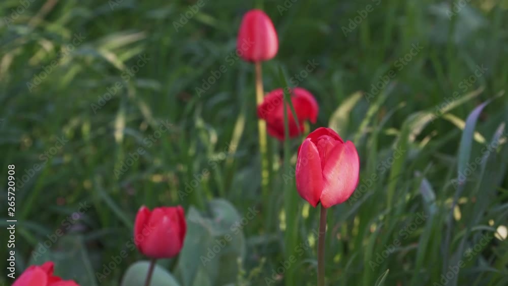 Nice tulips grow in the big green grass Nice tulips grow in the big green grass