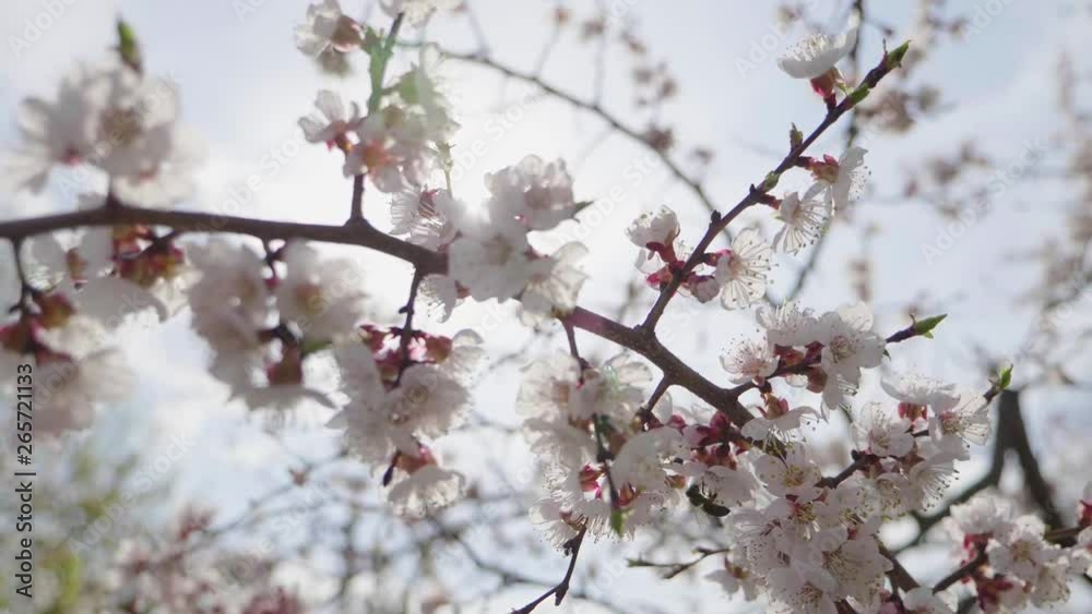 Beautiful nature scene with blooming tree and sun flare. Spring flowers in orchard. Inspirational spring flowers and blooming tree blossom. Beautiful nature scene with blooming tree and sun flare. Spring flowers in orchard. Inspirational spring flowers and blooming tree blossom.