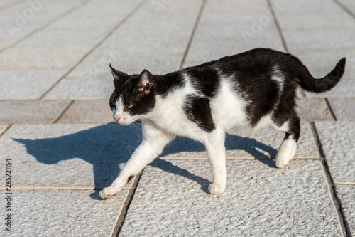 An angry black and white cat walking