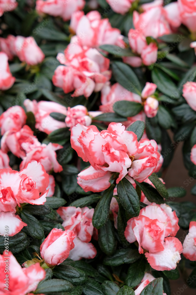 Fototapeta premium fleurs bicolores