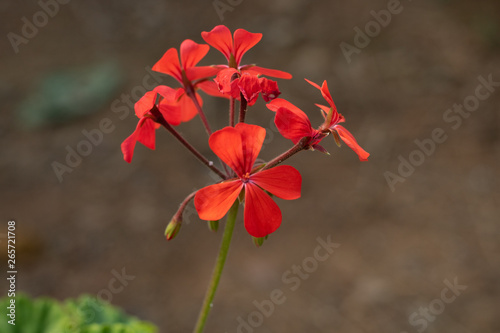 garden with different colorful flowers