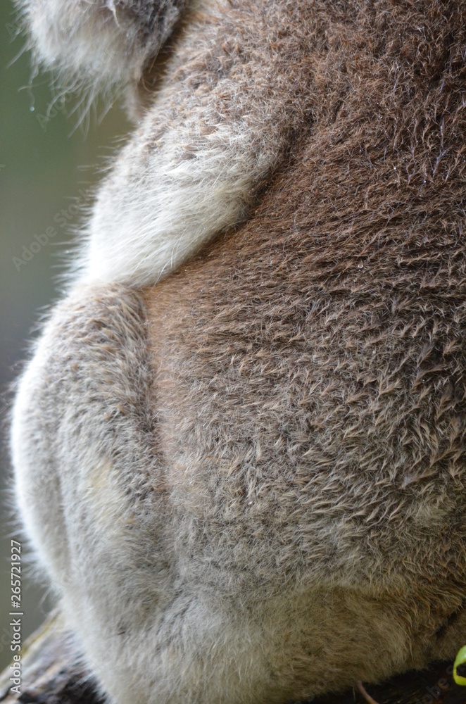 Fototapeta premium Koala sleeping close up fur tree Australia marsupial gum tree