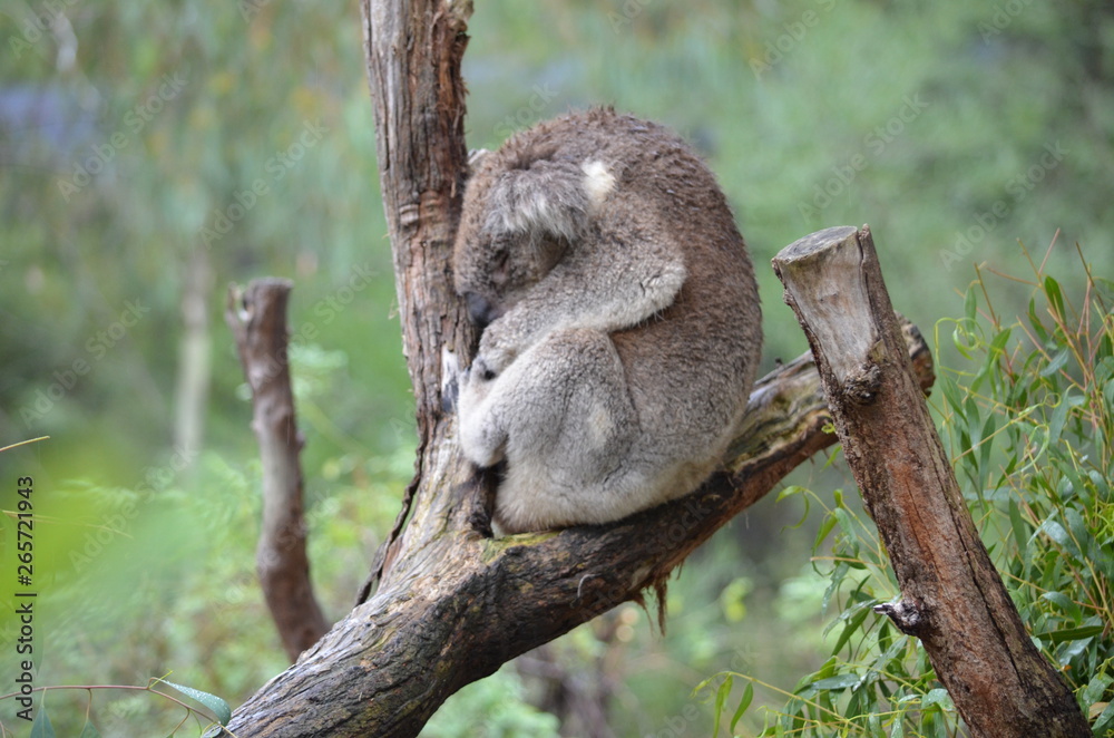Koala sleeping close up fur tree Australia marsupial gum tree Koala sleeping close up fur tree Australia marsupial gum tree