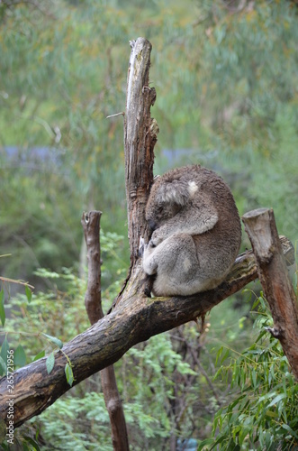 Koala sleeping close up fur tree Australia marsupial gum tree