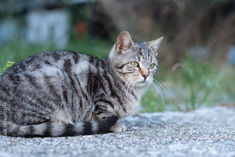 A cute little tabby cat sitting on a stone wall A cute little tabby cat sitting on a stone wall
