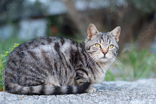 Fototapeta Naklejka Na Ścianę i Meble -  A cute little tabby cat sitting on a stone wall