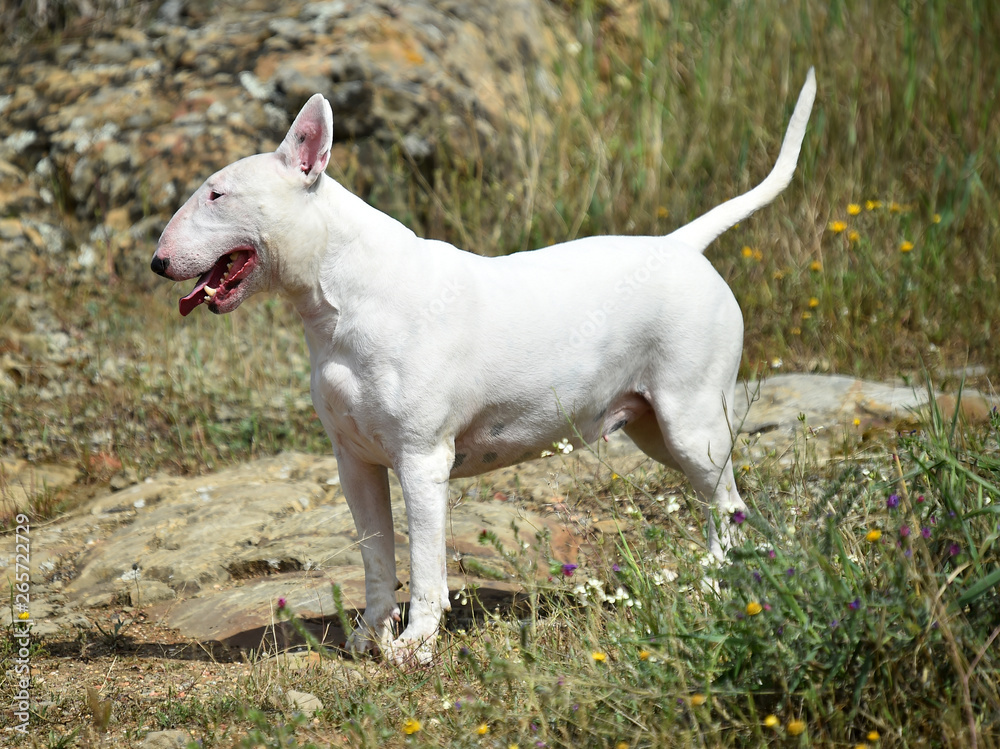 bull terrier