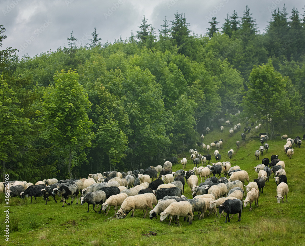 Herd of sheep on mountain meadow Herd of sheep on mountain meadow