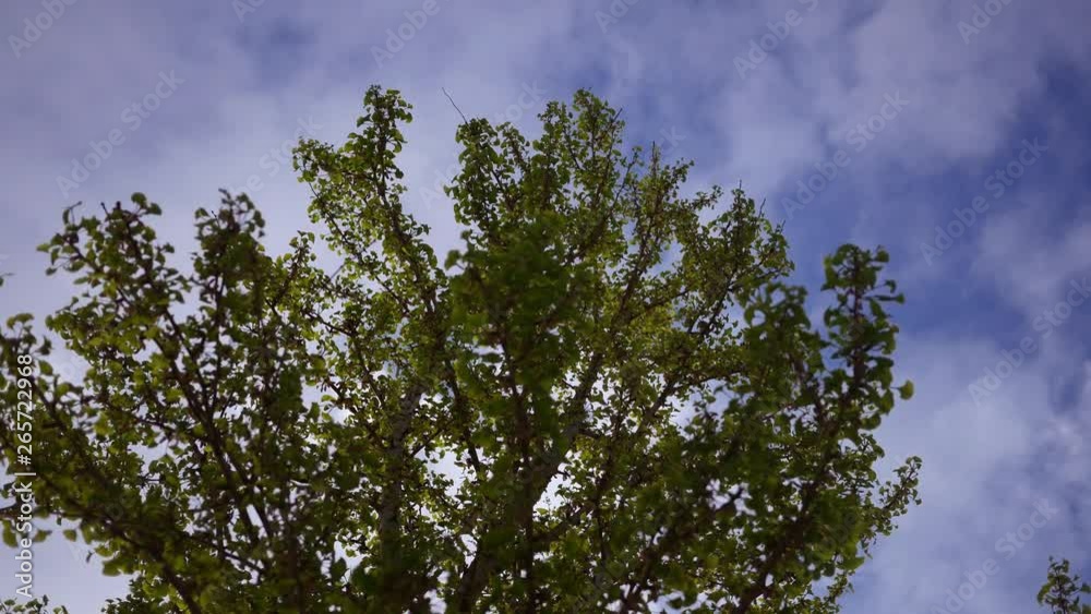 Clouds roll over beautiful young tree