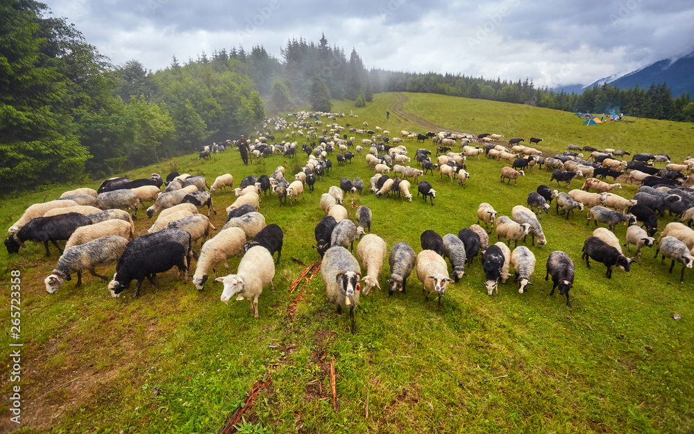 Fototapeta premium flock of sheep in a mountain valley