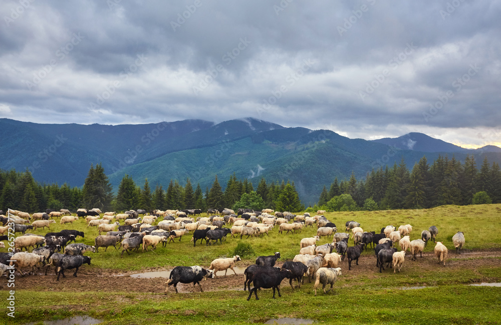 Flock of sheep at sunset. Sheeps in a meadow in the mountains.