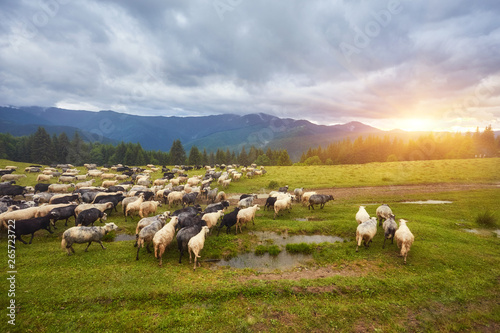 lot sheep on the beautiful green meadow