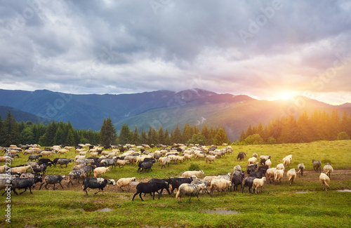 Flock of sheep at sunset. Sheeps in a meadow in the mountains.