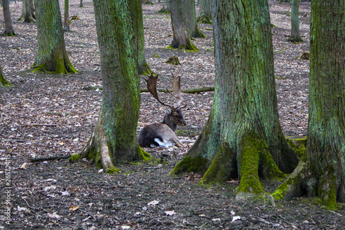 Deer, Konopiště, Czech Republic
