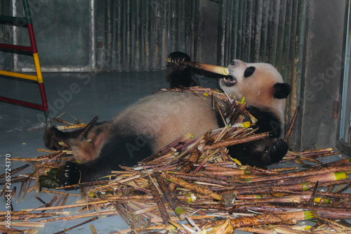 Photography Panda eating bamboo.