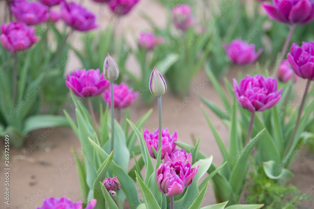Flower beds with colorful tulips - Image Flower beds with colorful tulips - Image