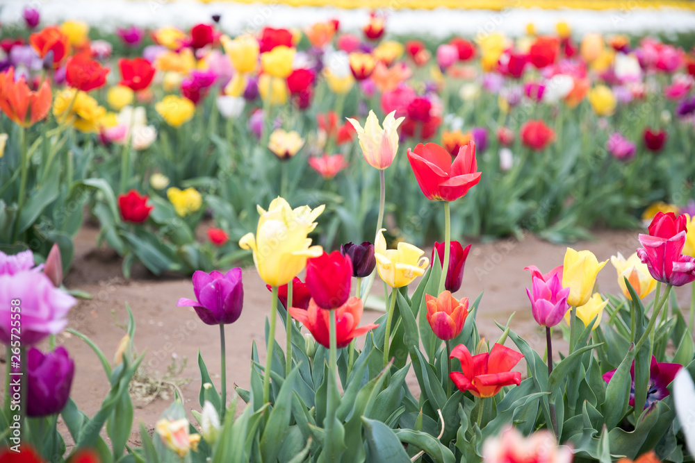Flower beds with colorful tulips - Image Flower beds with colorful tulips - Image