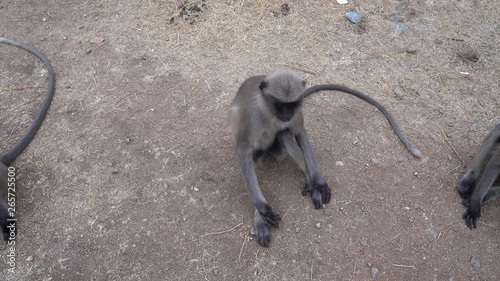 Langur monkeys live near people. photo