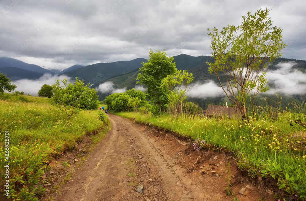 Obraz premium Forest road going through pine forest