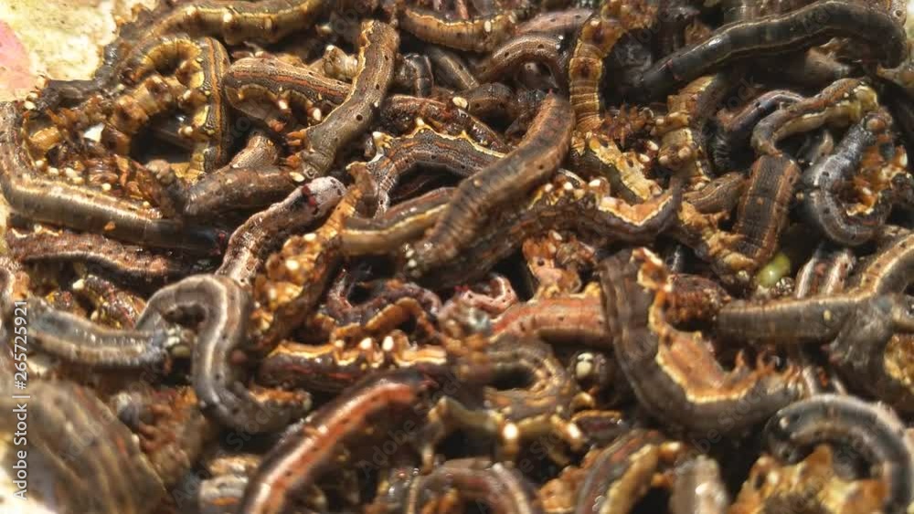 Grave worms, death worm (And they shall lie down alike in the dust, and