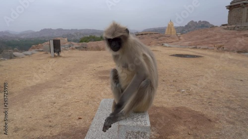 Langur monkeys live near people. photo