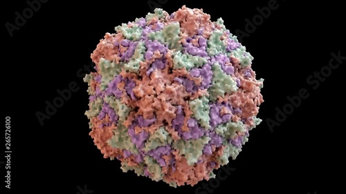 Polio Virus Capsid Structure based on PDB : 2PLV, 360 degree rotation loop