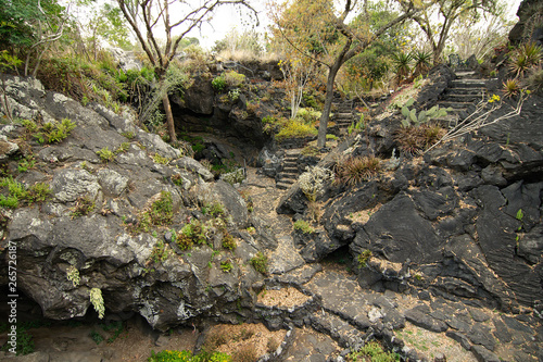 Native plants growing on volcanic rock at the UNAM Botanical Garden, Mexico City, Mexico. photo