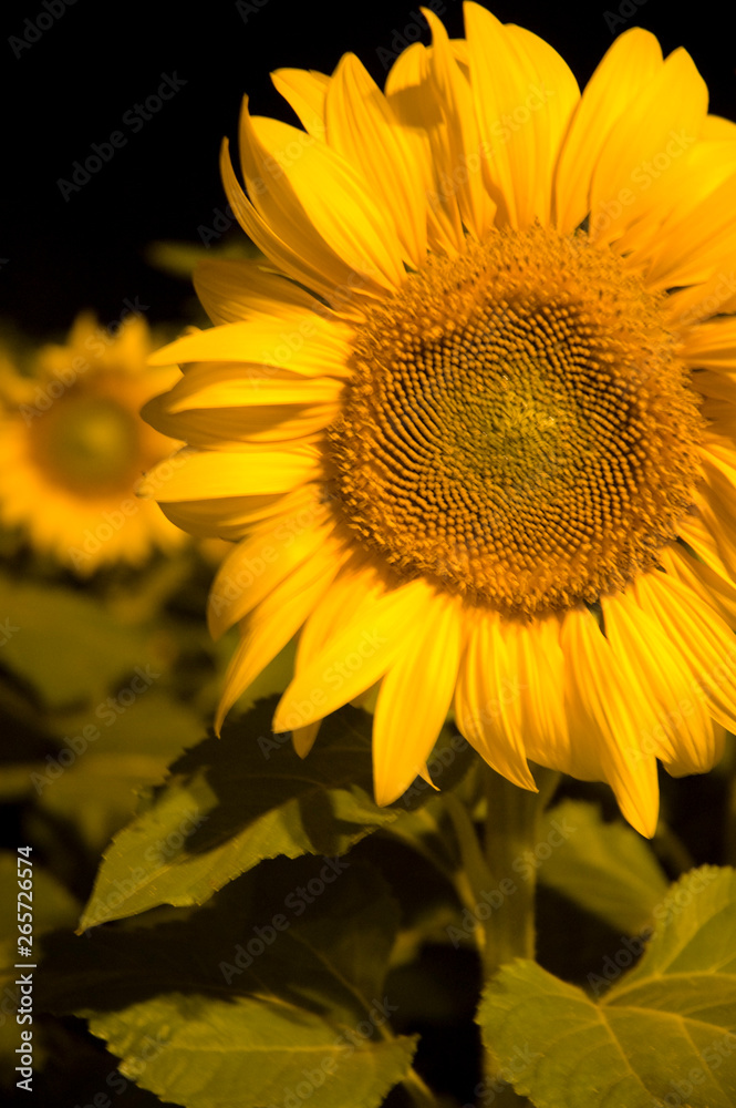 Fototapeta premium Sunflowers in the garden