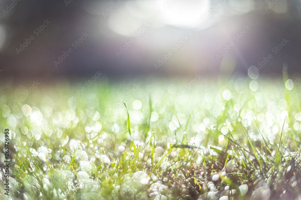 Fototapeta premium green grass background