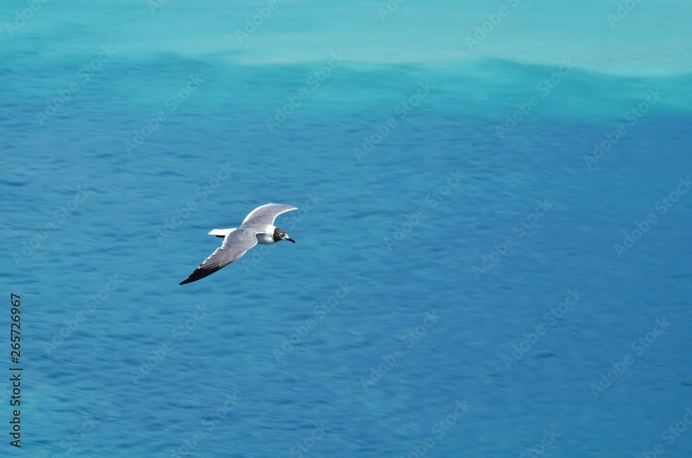 gaviota gaviota
