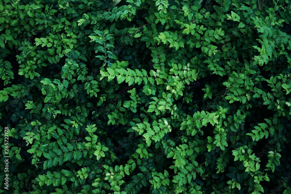 Green leaf background, natural pattern texture concept