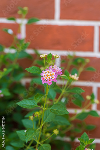 Closeup detail of a pink and yellow rose lantana flower