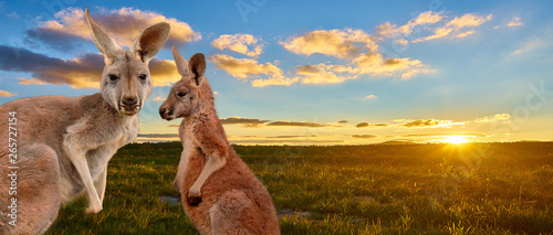 Obraz na plátně kangaroo with sunset Australia outback