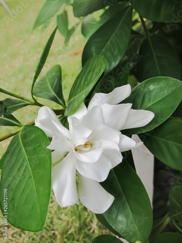 A Messy Looking Gardenia or Cape Jasmine Flower in a Garden 