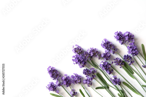  Lavender flowers on a white background