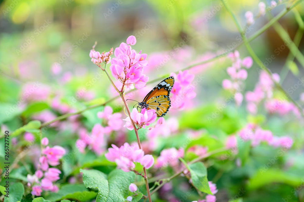 Closeup monarch butterfly on flower n blurred yellow sunny background with copy space. Closeup monarch butterfly on flower n blurred yellow sunny background with copy space.