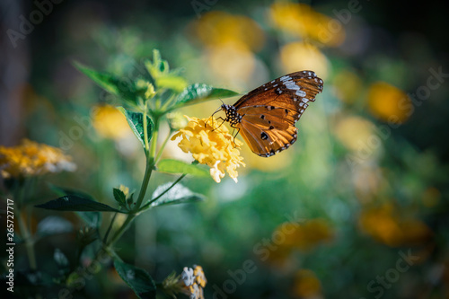 Closeup monarch butterfly on flower n blurred yellow sunny background with Copy space. photo